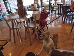 大堂-Cappucimeow猫咪咖啡馆(韦伯时代店)