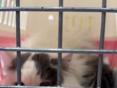 -瑞派名望24h动物医院异宠专科·猫专科·骨科·重症监护分院
