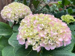 -泉乐坊步行街(烟酒特产平价超市店)