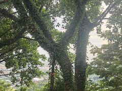 -青礁慈济宫
