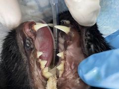 -爱妮康宠物医院·干细胞免疫细胞·肿瘤·心脏(张江店)