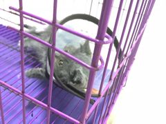 -瑞派旺宝宠物医院·犬猫全科综合·尿道专科(莲兴院)