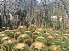 -深圳仙湖植物园