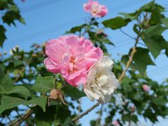 -王借岗森林公园