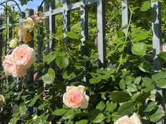 -杭州观成实验学校