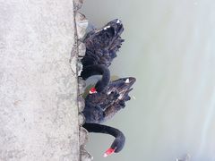 -盐城丹顶鹤湿地生态旅游区