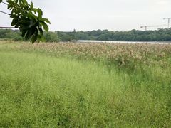 -华侨城湿地公园