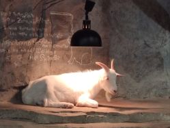 -Zoolung Zoolung动物主题公园(海信广场店)