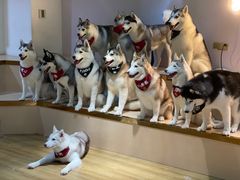 -Husky Go! 哈士奇体验馆·宠物咖啡厅狗咖