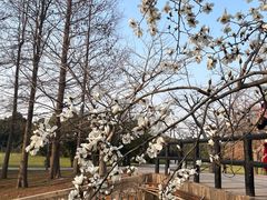 -上海共青森林公园