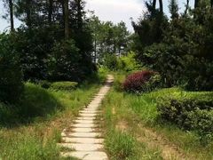 -铁山坪森林公园