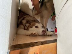 -Husky Go! 哈士奇体验馆·宠物咖啡厅狗咖