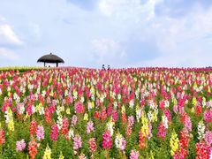 -径山花海