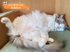 -CAT’S MEWSTAR CAFE·喵星球猫屋(晴湾咖啡店)