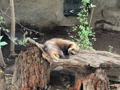 -井之头恩赐公园