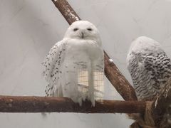 -海合安武汉极地海洋公园