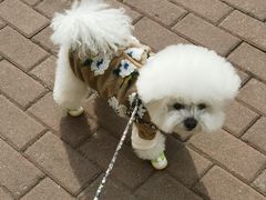 -宠爱国际动物医院· 猫科· 外科·中兽医(长白店)