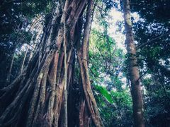 -中国科学院西双版纳热带植物园