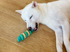 -南京Hallo宠物乐园·哈罗犬舍·柴犬繁育基地