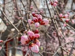 -桃花堤公园
