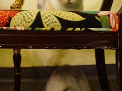 -猫色咖啡·猫咖