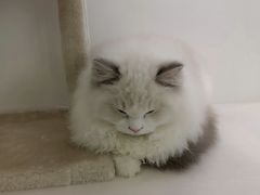 -猫冇咖·家门口的撸猫馆(大融城店)