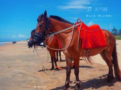-东海岛旅游度假区