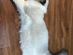 -猫十亿·布偶金渐层·曼基康矮脚猫舍(青年路店)