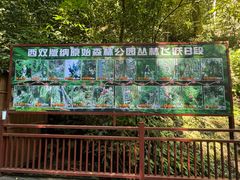 -西双版纳原始森林公园