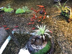 -几荷·恰似故人来(秀水广场店)