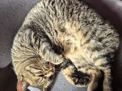 -纳吉亚猫专科动物诊疗中心(蒋宅口分院)