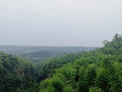-芦沟竹海