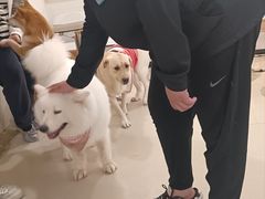-共舞时光猫咖·狗咖(新街口店)