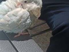 -深圳鸟咖鹦花岛