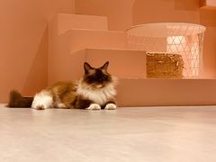 -猫儿山۰猫主题餐厅