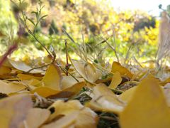 景点-遵化市禅林寺古银杏风景园