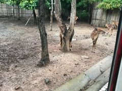 -清迈夜间动物园