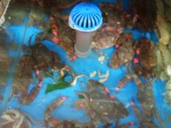 -宾朋海鲜特色美食餐厅·纯手工鲅鱼水饺(兴海路店)