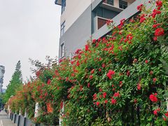 -无锡师范学校附属小学(学前街校区)