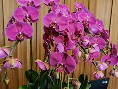 -香樟花园新粤料理(无锡万象城店)