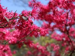 -上海滨江森林公园