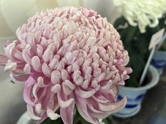 -杭州植物园