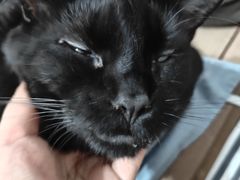 -瑞派名望24h动物医院异宠专科·猫专科·骨科·重症监护分院