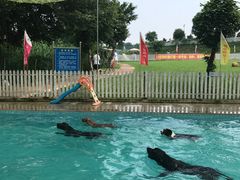 -良成狗狗乐园