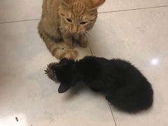 -大观园影院式足浴Spa店(沙坪坝店)