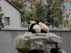 -卧龙中华大熊猫苑神树坪基地