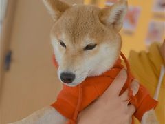 -南京Hallo宠物乐园·哈罗犬舍·柴犬繁育基地