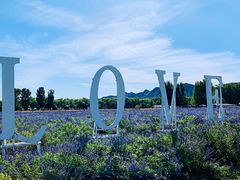 -北京东方普罗旺斯薰衣草庄园