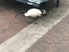 -悉尼歌剧院