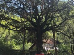 景点-黑河国家森林公园